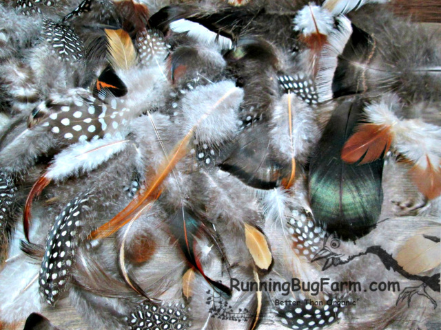 How to Identify Found Feathers - Hobby Farms