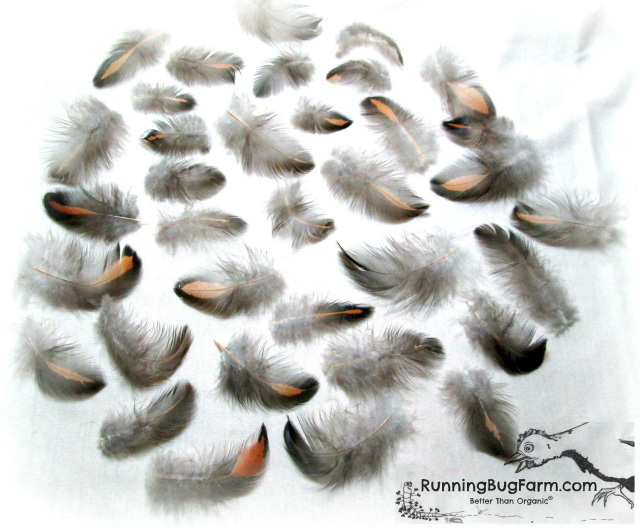 Bulk Thin Rooster Feathers Cree Golden Olive Hair Feathers or Crafts