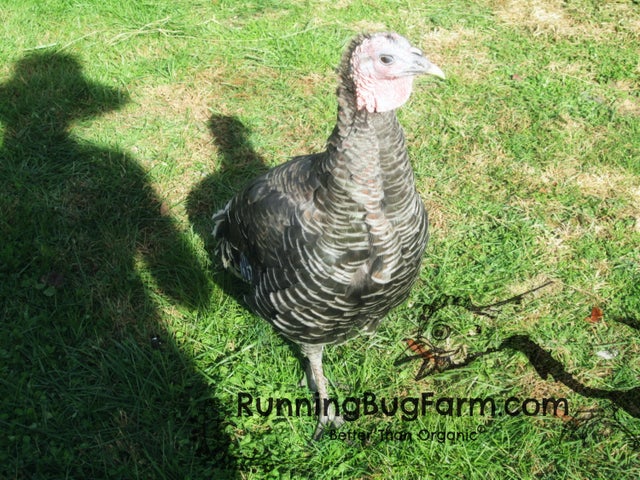 Bronze Turkey Hen Feathers Qty: 20 Size: 5-5.5 (Melleagris gallapavo)