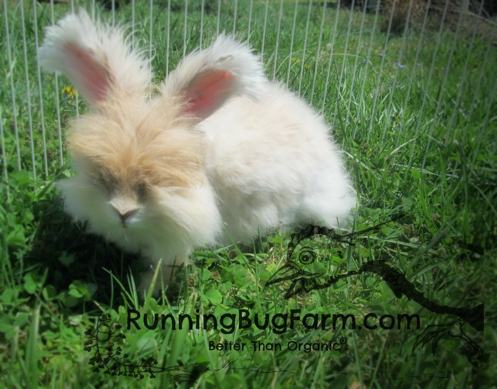 dwarf angora bunnies for sale