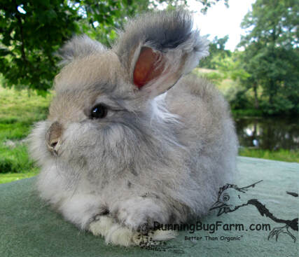 baby angora rabbit