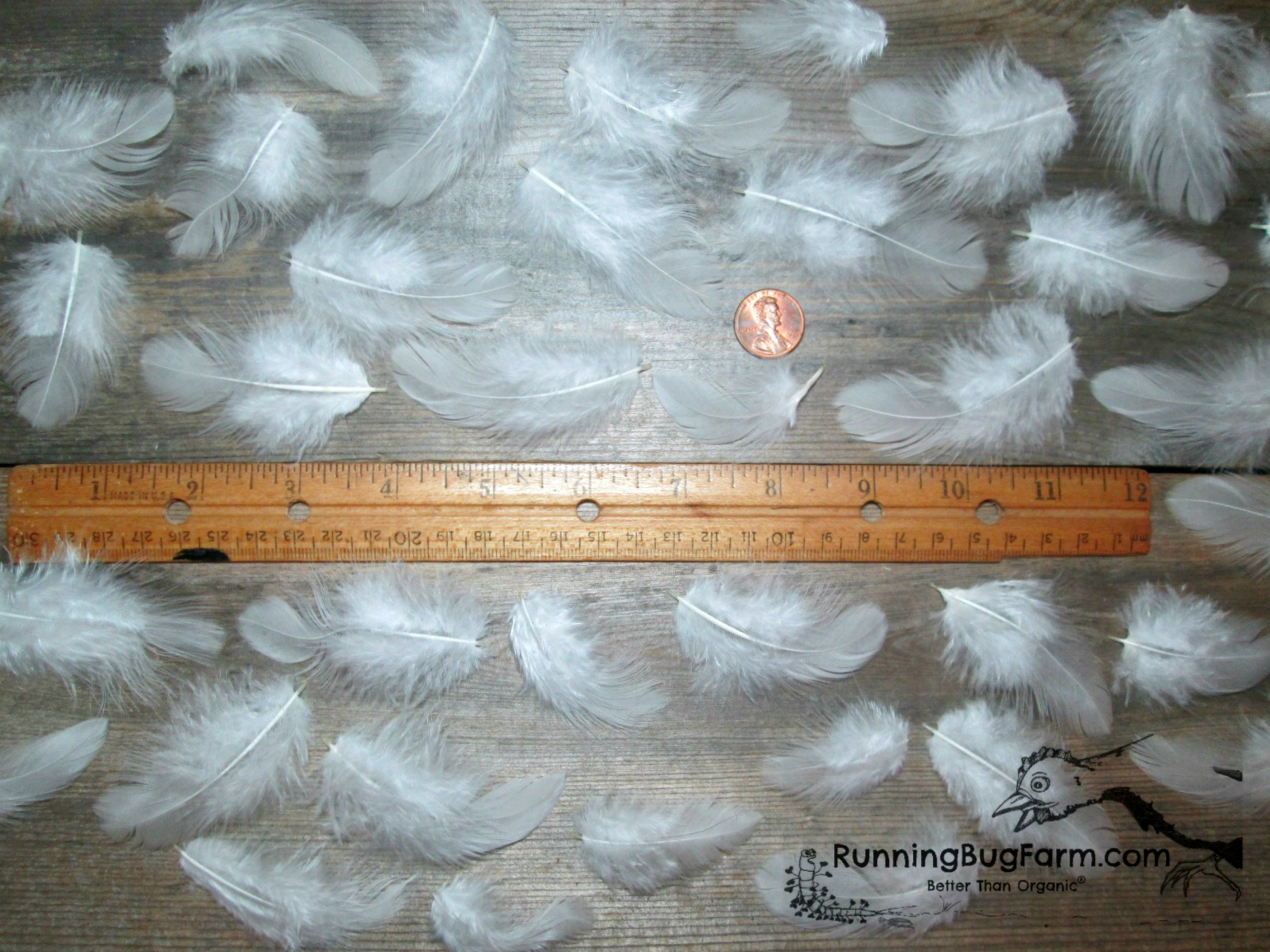 Small White Wyandotte Rooster Real Chicken Feathers for Crafts, Gallus  domesticus