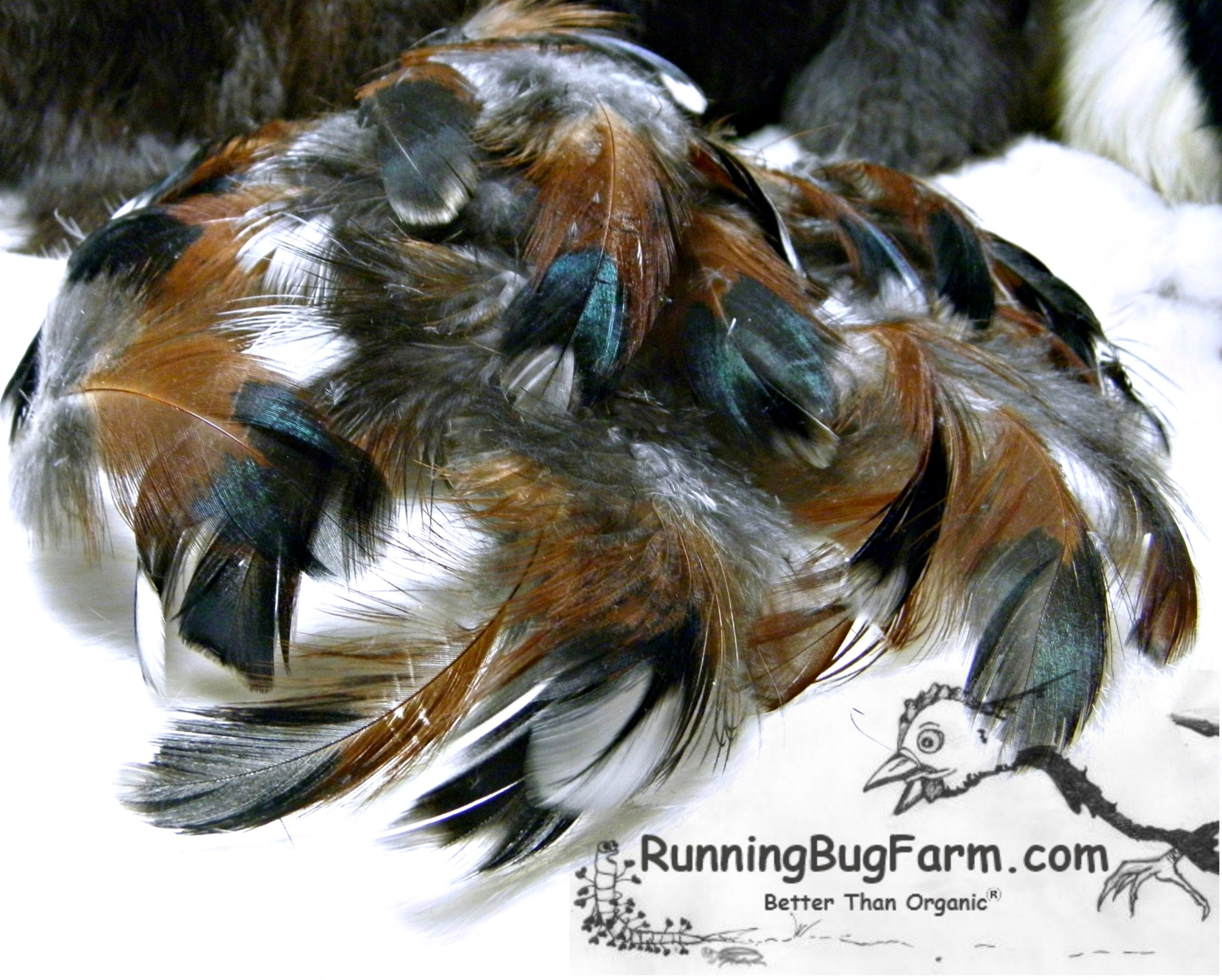 Cruelty Free Multi Colored Metallic Real Bird Rooster Feathers For Crafts  Qty 20 Size 4-4.5