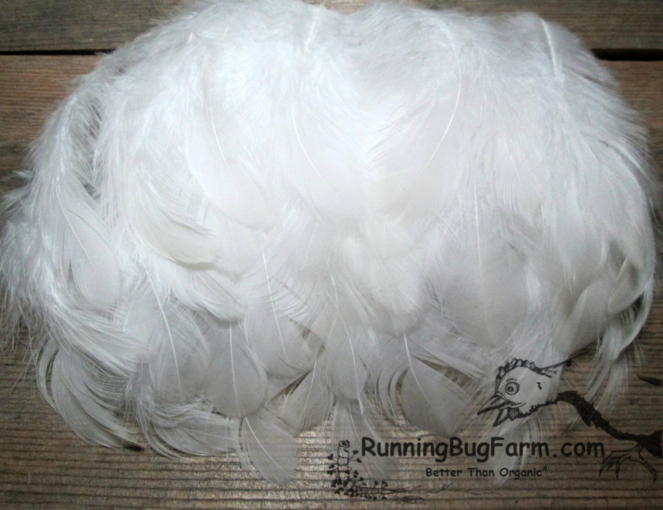 Small White Wyandotte Rooster Real Chicken Feathers for Crafts, Gallus  domesticus