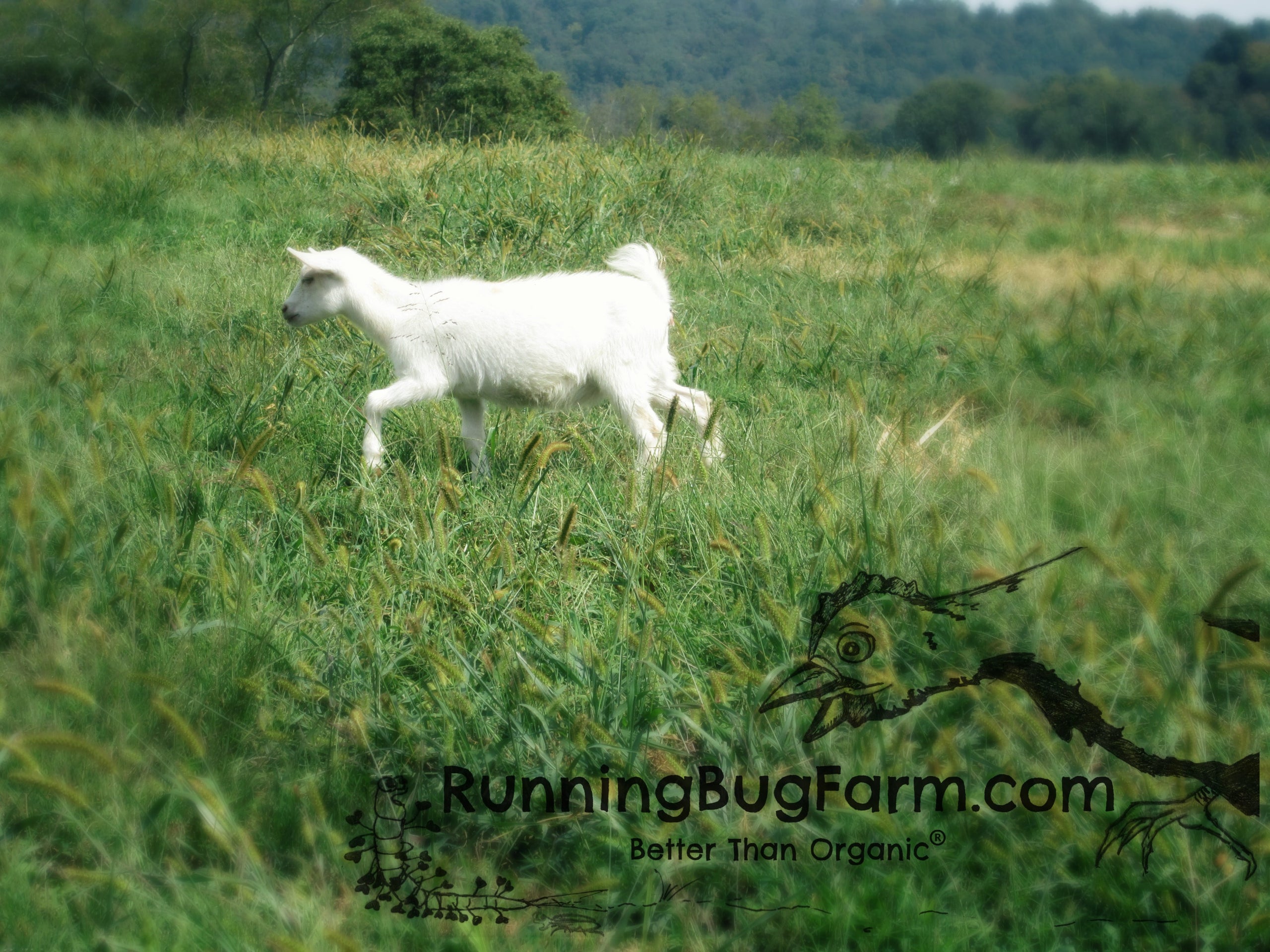 Goat's Milk Soap - Working Hands – Fraga Farm