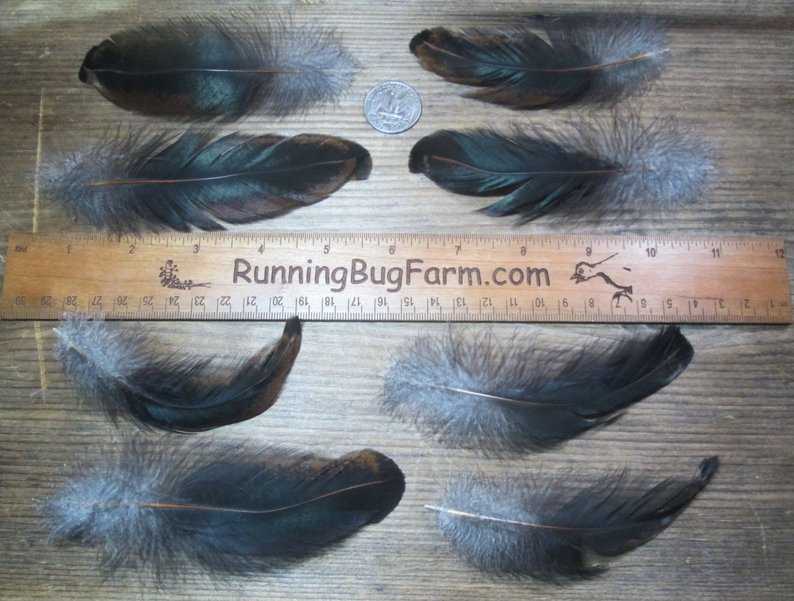 Cruelty Free Multi Colored Metallic Real Bird Rooster Feathers For Crafts  Qty 20 Size 4-4.5
