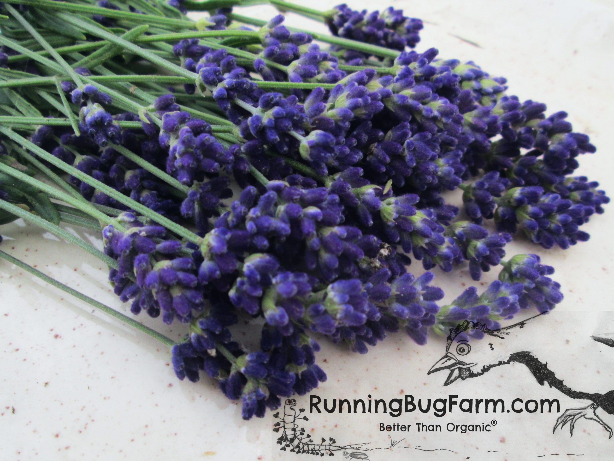 Only 45.00 usd for Dried Flower - Lavender Buds Online at the Shop