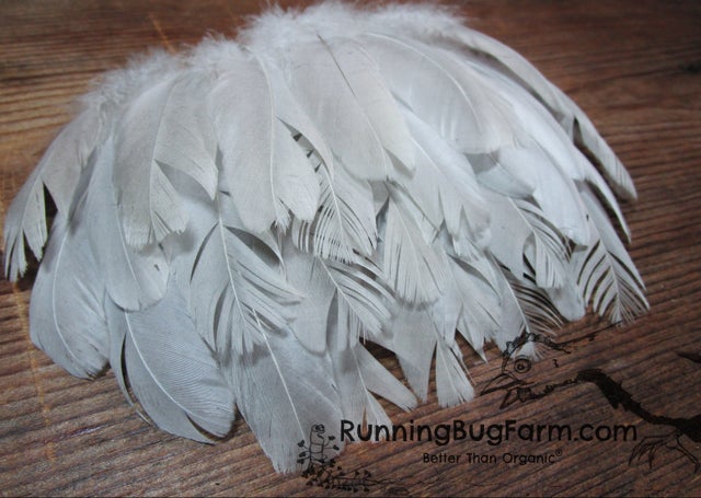 Feathers — Animal Ethics