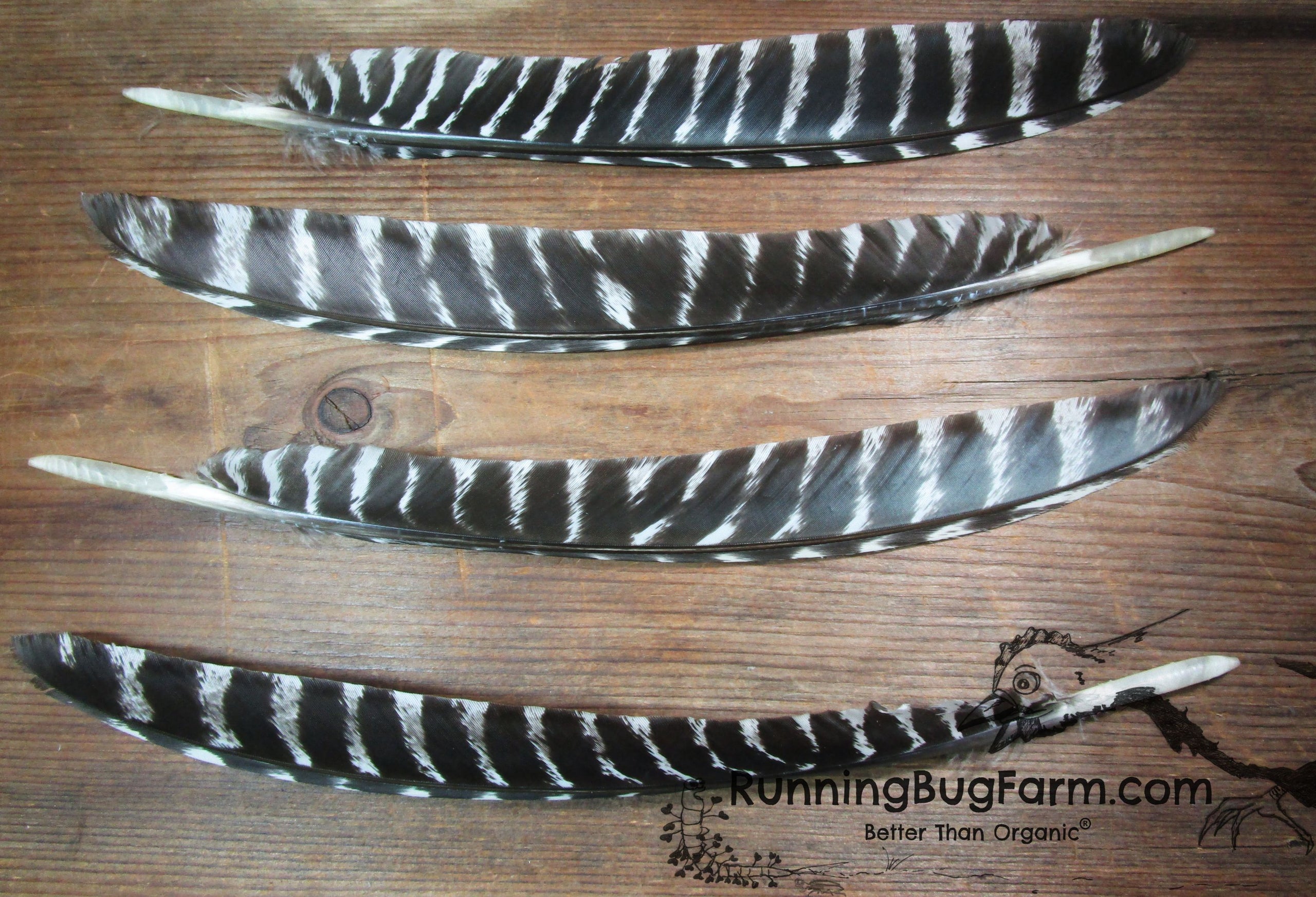 12-16 Rio Grande Turkey Feather, PS103 – Black Moth