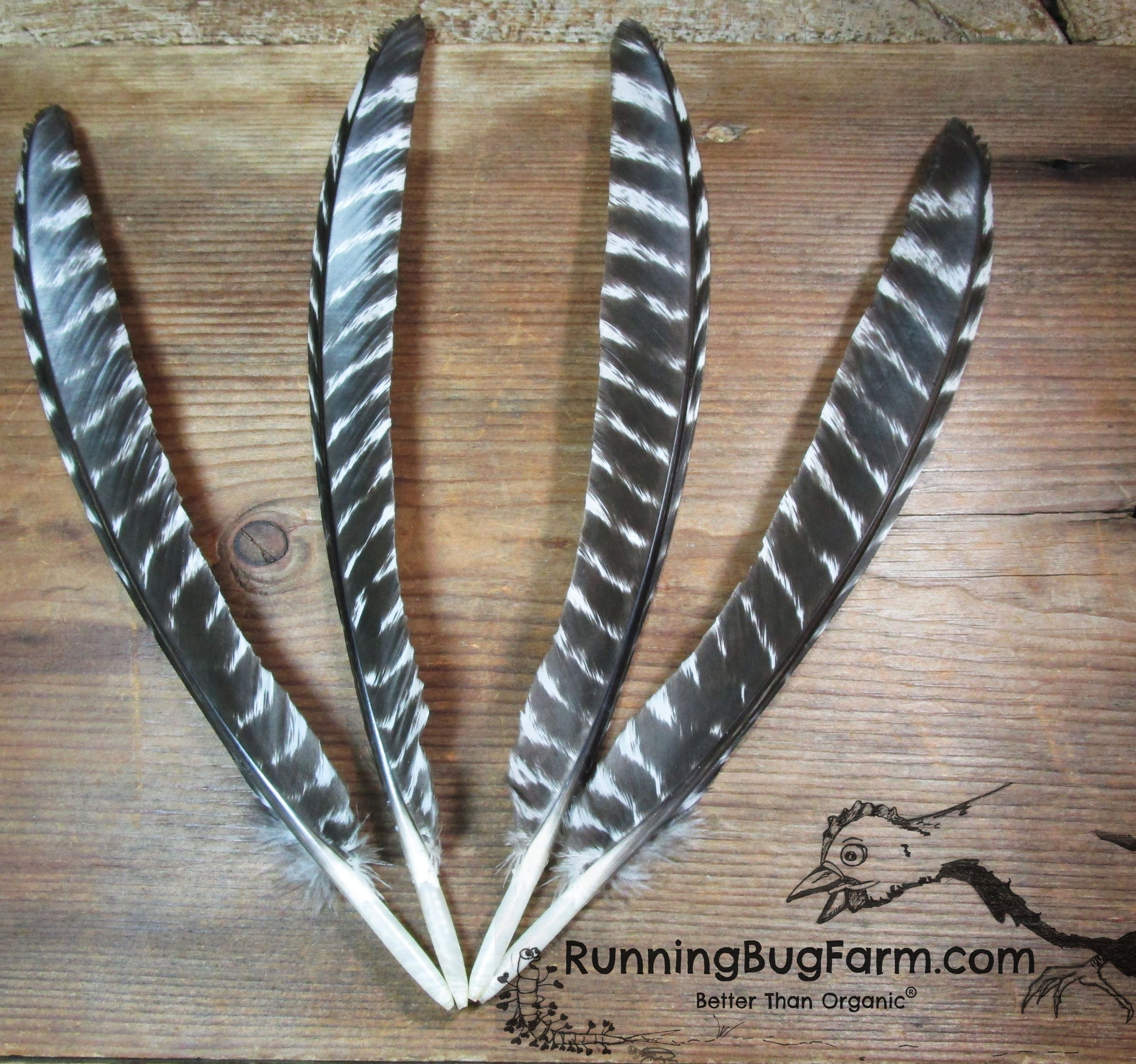 10 Pieces - BLACK BRONZE Wild Turkey Wing Feathers